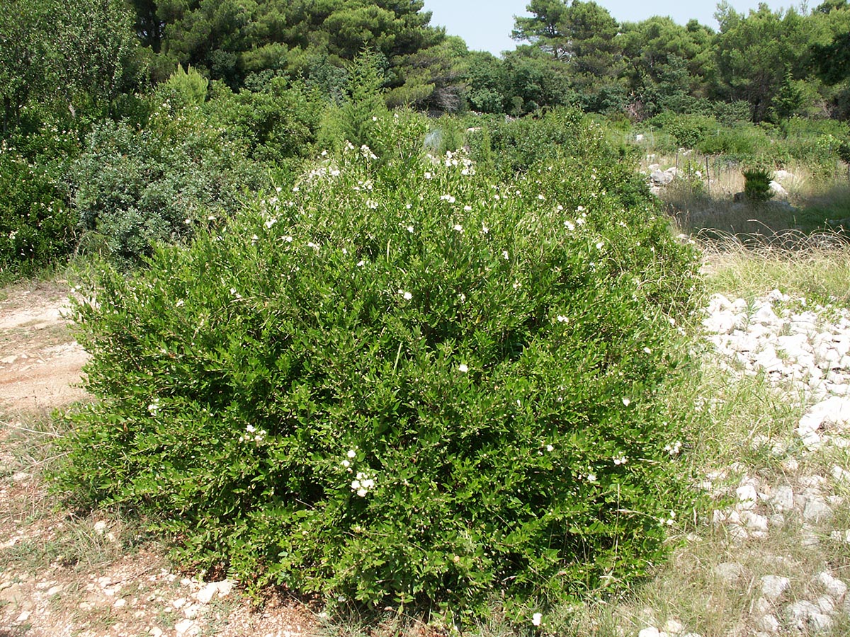 Habitus
